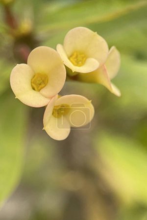 Euphorbia milii, une espèce végétale appartenant à la famille des succulentes, connue pour ses belles fleurs et sa structure épineuse. Originaire de Madagascar, cette plante pousse dans les climats chauds et est populaire comme plante ornementale dans les régions chaudes.