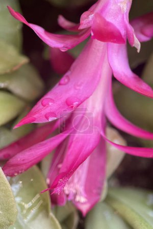 Schlumbergera truncata, the false Christmas cactus, a species of plant in the family Cactaceae. It is endemic to a small area of the coastal mountains of south-eastern Brazil where its natural habitats are subtropical or tropical moist forests.