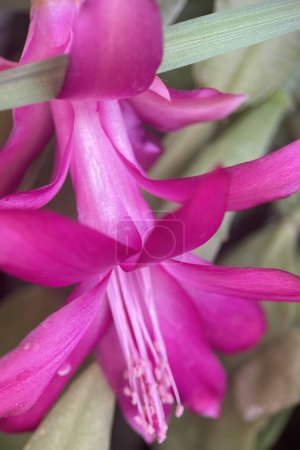 Schlumbergera truncata, the false Christmas cactus, a species of plant in the family Cactaceae. It is endemic to a small area of the coastal mountains of south-eastern Brazil where its natural habitats are subtropical or tropical moist forests.