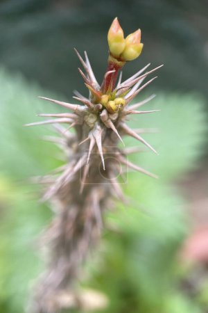 Euphorbia milii, eine Pflanzenart aus der Familie der Sukkulenten, die für ihre schönen Blüten und ihre dornige Struktur bekannt ist. Ursprünglich aus Madagaskar, wächst diese Pflanze in warmen Klimazonen und ist in heißen Regionen als Zierpflanze beliebt.