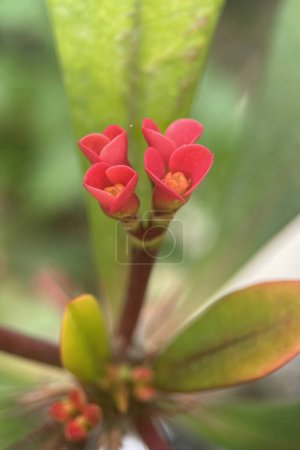 Euphorbia milii, a plant species belonging to the succulent family, known for its beautiful flowers and thorny structure. Originally from Madagascar, this plant grows in warm climates and is popular as an ornamental plant in hot regions.