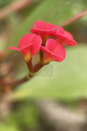 Euphorbia milii, une espèce végétale appartenant à la famille des succulentes, connue pour ses belles fleurs et sa structure épineuse. Originaire de Madagascar, cette plante pousse dans les climats chauds et est populaire comme plante ornementale dans les régions chaudes.