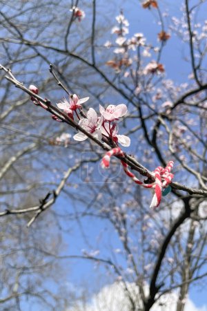 Martenitschka. Es ist das Symbol des Erwachens, der Fruchtbarkeit und des Überflusses, der mit dem Frühling einhergeht. Kirschblüte im Frühling, Nahaufnahme von Blumen auf dem Branch.Kirschblüte im Frühling mit blauem Himmelshintergrund.