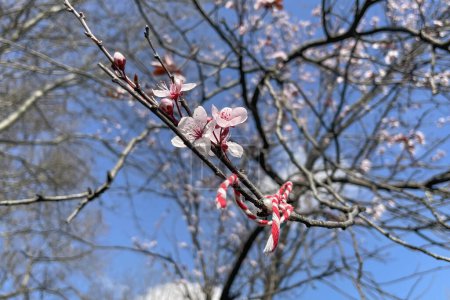 Photo for Martenichka. It is the symbol of the awakening, fertility and abundance that comes with spring.cherry blossom in spring, closeup of flowers on branch.cherry blossom in spring time with blue sky background. - Royalty Free Image