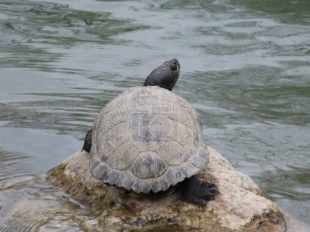 Turtle on a rock in the water of the lake.