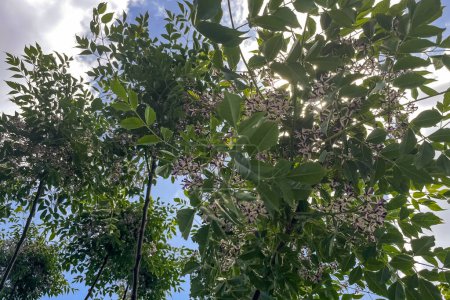 Melia azedarach, allgemein bekannt als Chinaberry-Baum, eine Laubbaumart aus der Familie der Mahagonigewächse, Meliaceae, die in Indomalaya und Australasien beheimatet ist.