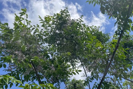 Melia azedarach, allgemein bekannt als Chinaberry-Baum, eine Laubbaumart aus der Familie der Mahagonigewächse, Meliaceae, die in Indomalaya und Australasien beheimatet ist.