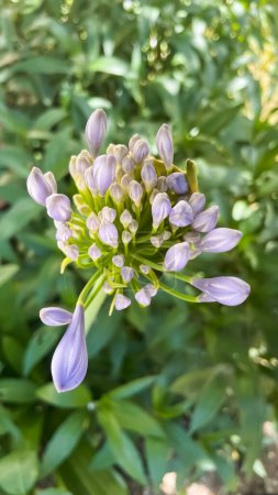 Agapanthus africanus, or the African lily, is a flowering plant from the genus Agapanthus found only on rocky sandstone slopes of the winter rainfall fynbos from the Cape Peninsula to Swellendam.It is also known as the lily-of-the-Nile.
