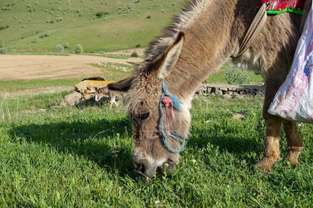 Foto de Burro de pastor con su alforja en la espalda, pastando en la meseta verde, - Imagen libre de derechos