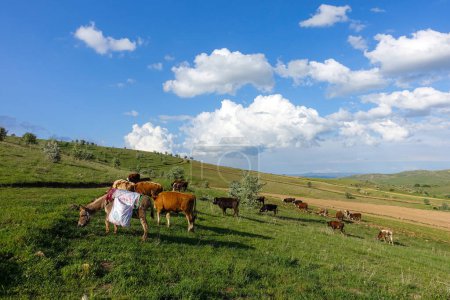 Téléchargez les photos : Pâturage bovin sur le plateau vert et âne de berger, - en image libre de droit