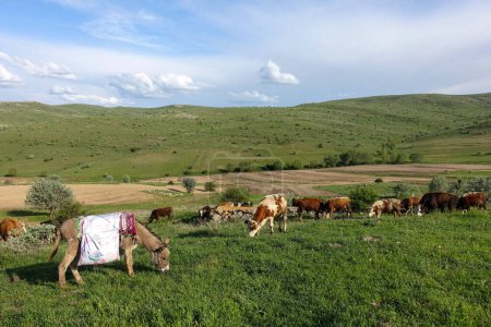 Foto de Pastoreo de ganado en la meseta verde y burro del pastor, - Imagen libre de derechos
