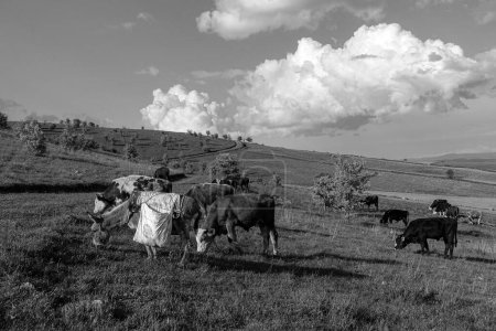 Foto de Pastoreo de ganado en la meseta verde y burro del pastor, - Imagen libre de derechos