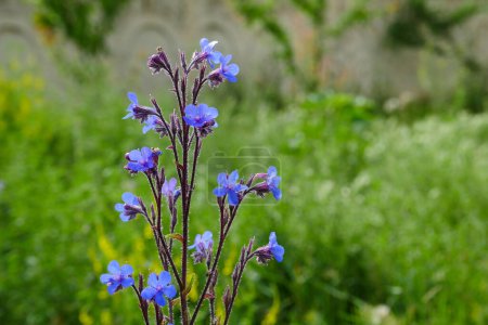 Photo for Azurea plant blue flowering azurea,anchusa azurea closer close-up, - Royalty Free Image