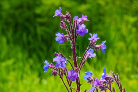 Photo for Azurea plant blue flowering azurea mullein,anchusa azurea closer close-up, - Royalty Free Image