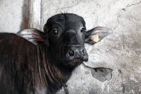 Foto de Cabeza de búfalo, cabeza de búfalo domesticada de primer plano, - Imagen libre de derechos