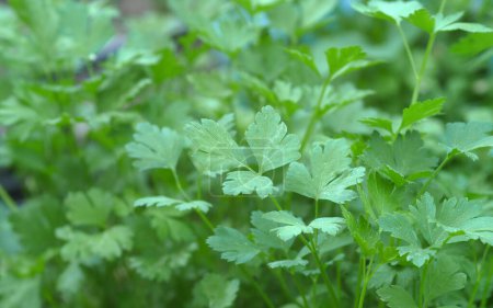 Photo for Parsley plant close up,natural organic parsley plant, - Royalty Free Image