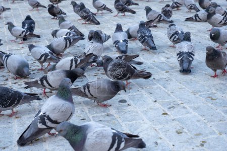 Tandis qu'un grand groupe de pigeons se nourrissaient sur la place de la ville,