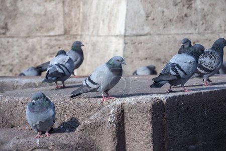 close-up of pigeons massed in the city square,