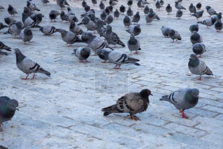 close-up of wild pigeons massed in the city square,