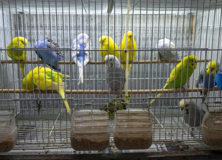 Bunte Kanarienvögel und Vogelrassen in Käfigen in der Zoohandlung,