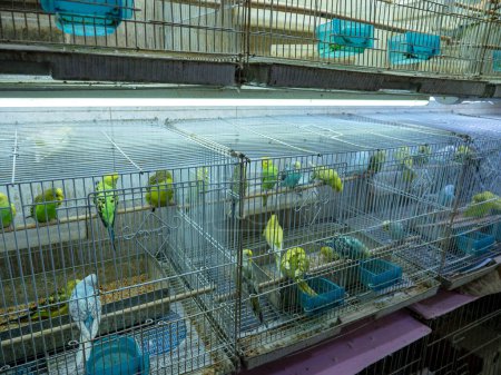 Kanarienvögel und Vogelrassen in Käfigen in der Zoohandlung,