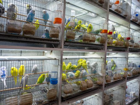 Kanarienvögel und Vogelrassen in Käfigen in der Zoohandlung,