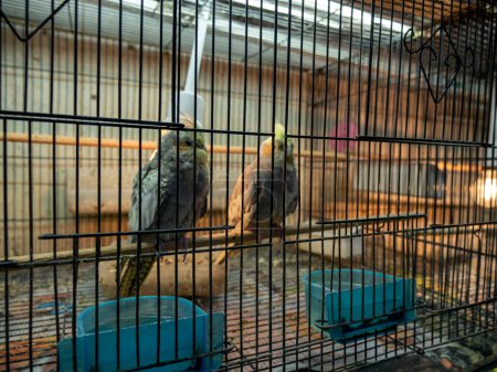 Bunte Kanarienvögel und Vogelrassen in Käfigen in der Zoohandlung,