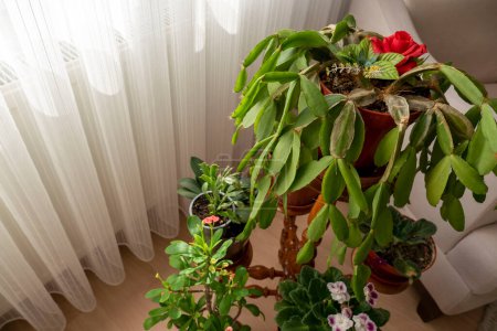 Téléchargez les photos : Poinsettia décoratif qui n'a pas encore fleuri, - en image libre de droit