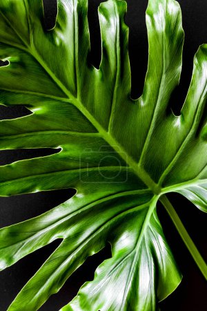 Photo for Green tropical leaf closeup on black. Natural floral background - Royalty Free Image