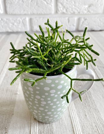 Nahaufnahme einer jungen Rhipsalis-Pflanze im kritzelig gepunkteten Becher auf einem Tisch mit strukturiertem Talecloth auf weißem Backsteinhintergrund.
