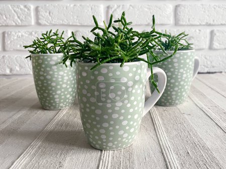 Young Rhipsalis plants in teal dotted mugs on a table with textured talecloth on white bricks wall background.
