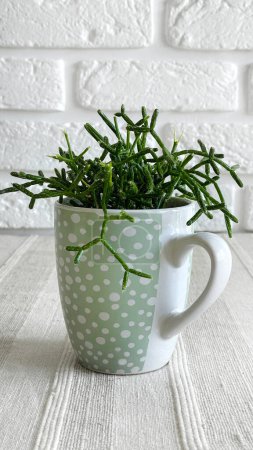 Close-up of young Rhipsalis plant in teal dotted mug on a table with textured talecloth on white bricks wall background.