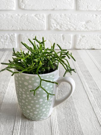 Young Rhipsalis plant in teal dotted mug on a table with textured talecloth on white bricks wall background.