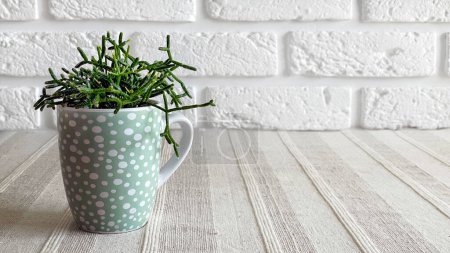 Young Rhipsalis plant in teal dotted mug on a table with textured talecloth on white bricks wall background with copy space.