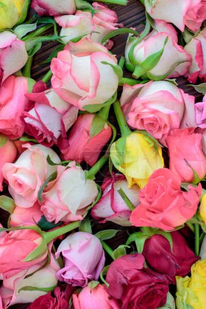Foto de Fondo de rosas frescas, mucha vatiedad de colores - Imagen libre de derechos