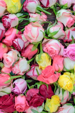 Foto de Fondo de rosas frescas, mucha vatiedad de colores - Imagen libre de derechos