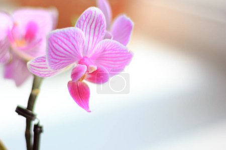 Photo for Beautiful palaenopsis mini orchid on a window - Royalty Free Image