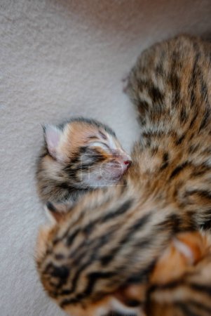 Foto de Muy pequeño precioso bengala gatitos duerme juntos - Imagen libre de derechos