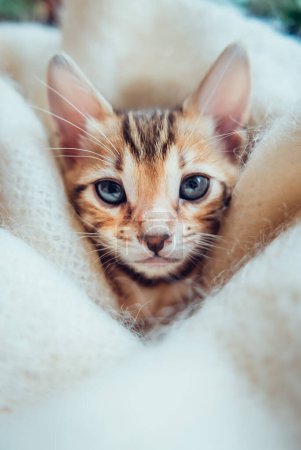 Foto de Retrato de hermoso gatito de bengala en el blanco - Imagen libre de derechos