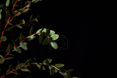 Téléchargez les photos : Branche d'eucalyptus parvifolia sur fond noir. Photo et espace de copie discrets - en image libre de droit