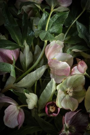 Moody flor. helleborus on a black background. Blur and selective focus. Low key photo. Extreme Flower Close-up. Vertical photo, full frame