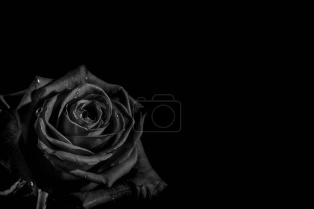 Foto de Primer plano rosa oscura y sobre un fondo negro. Blanco y negro, monocromo. Copiar espacio. - Imagen libre de derechos