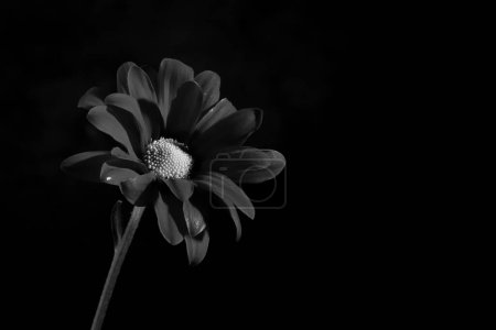 Closeup dark chrysanthemum and on a black background. Black and white, monochrome. Copy space.