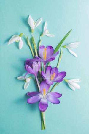  bouquet spring flowers. violet crocuses and white snowdrops on a blue background. Top view, flat lay.