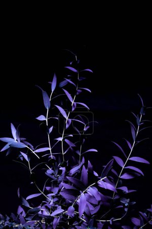 Téléchargez les photos : Eucalyptus parvifolia dans des tons violets froids sur fond noir. flore humide. - en image libre de droit