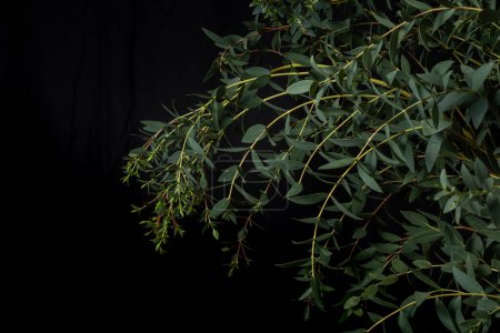 Téléchargez les photos : Branche d'eucalyptus parvifolia sur fond noir. Photo basse clé - en image libre de droit