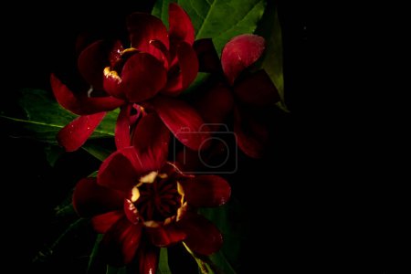  flores de color rojo oscuro Calycanthus chinensis sobre un fondo negro. Flores de mal humor. Copiar el espacio y la floración de color
