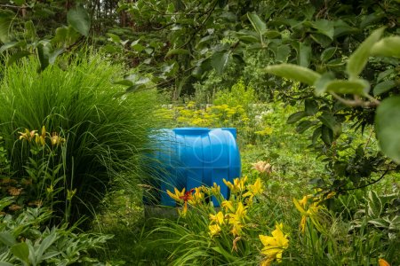 Foto de Un recipiente para recoger el agua de lluvia se encuentra en el jardín entre las plantas. Arquitectura de recolección de agua de lluvia. - Imagen libre de derechos