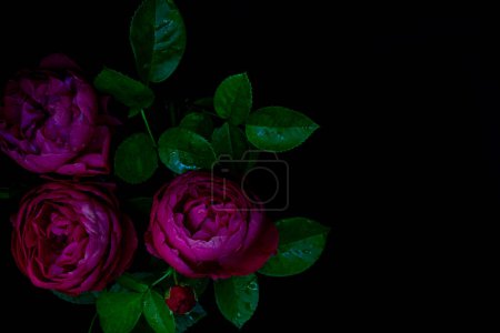Des fleurs mousseuses. Gros plan bouquet de roses violettes sur fond noir. Concentration floue et sélective. Photo basse clé