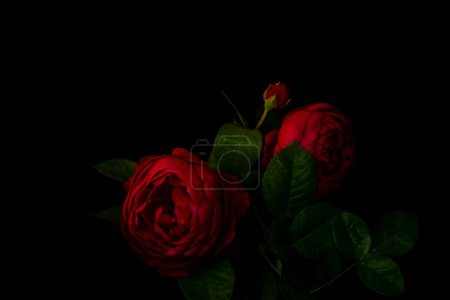 Moody flowers. Two red roses on a black background. Blur and selective focus. Low key photo